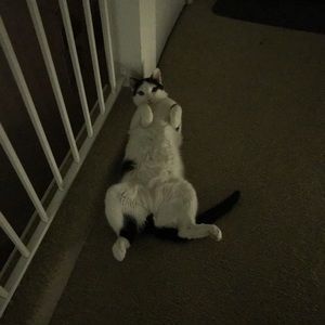 Meet your Posher, Shirley